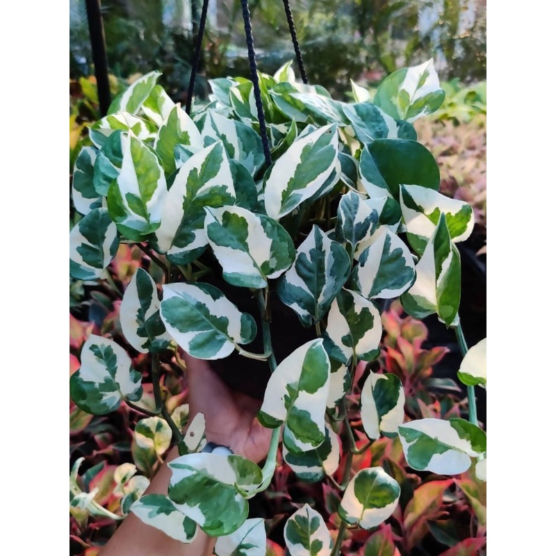 N’joy Money Plant (hanging)