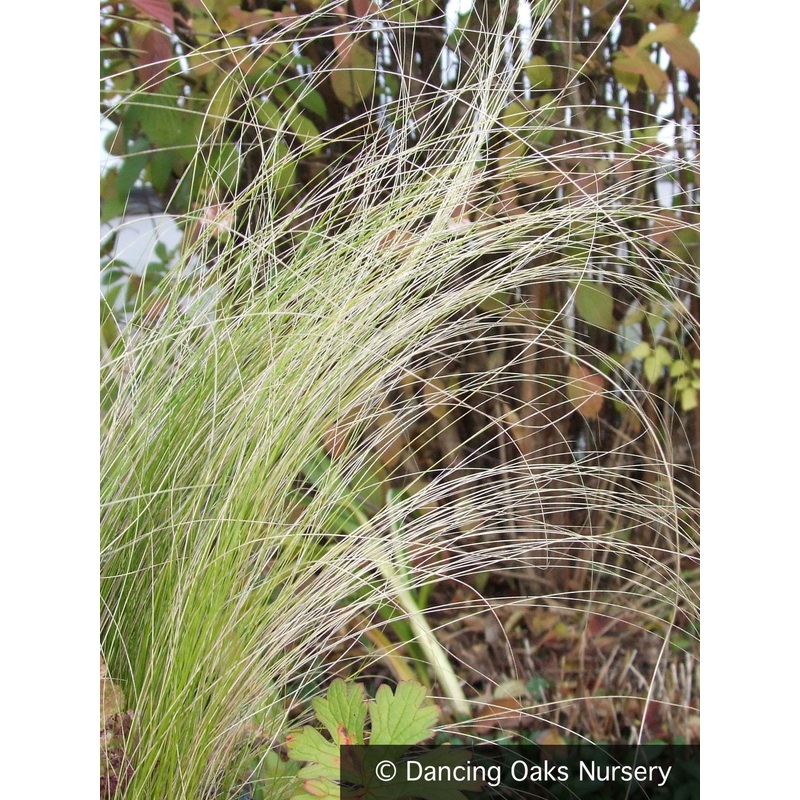 Nassella tenuissima (syn Stipa tenuissima), Mexican Feather Grass