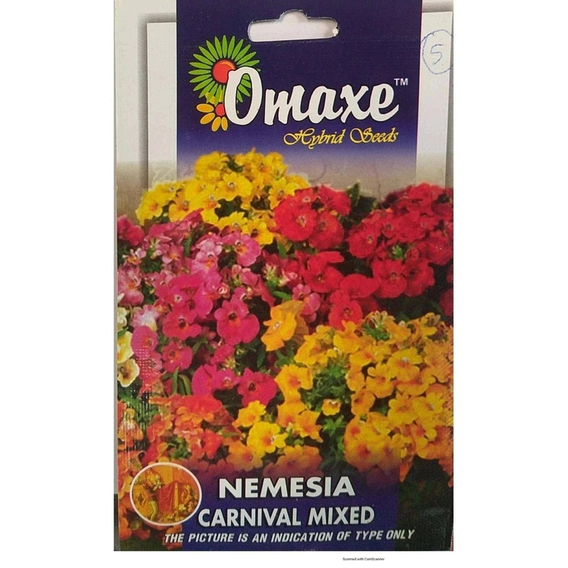 Nemesia Carnival Mixed