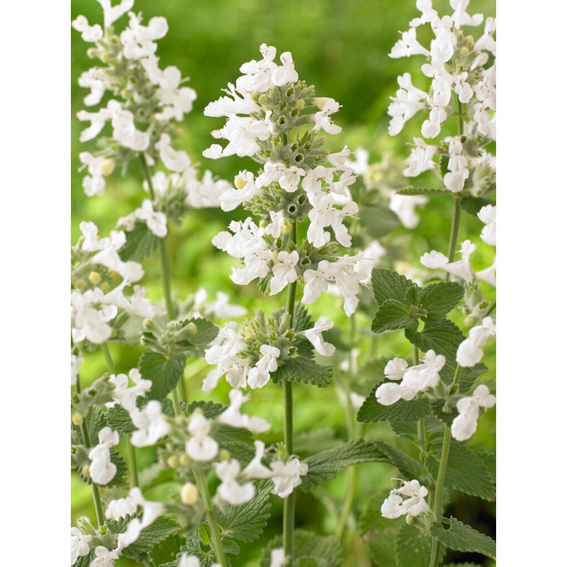 Nepeta Snowflake|1|3|6|9|18