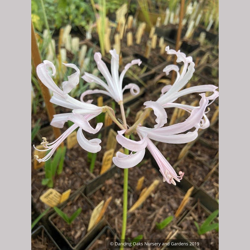 Nerine hybrid, Geurnsey Lily|1.16 qt