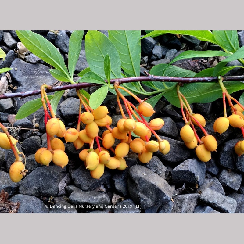 Oemleria cerasiformis, Oso Berry or Indian Plum