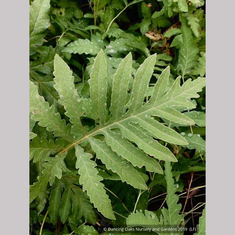 Onoclea sensibilis, Sensitive Fern