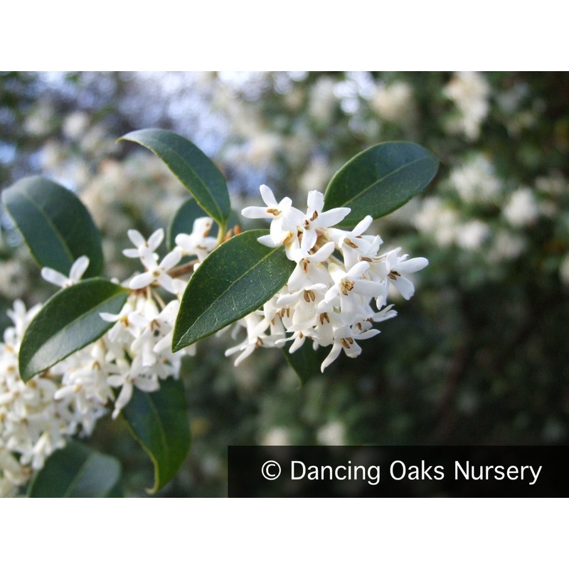 Osmanthus x burkwoodii|0.5 qt|3 qt