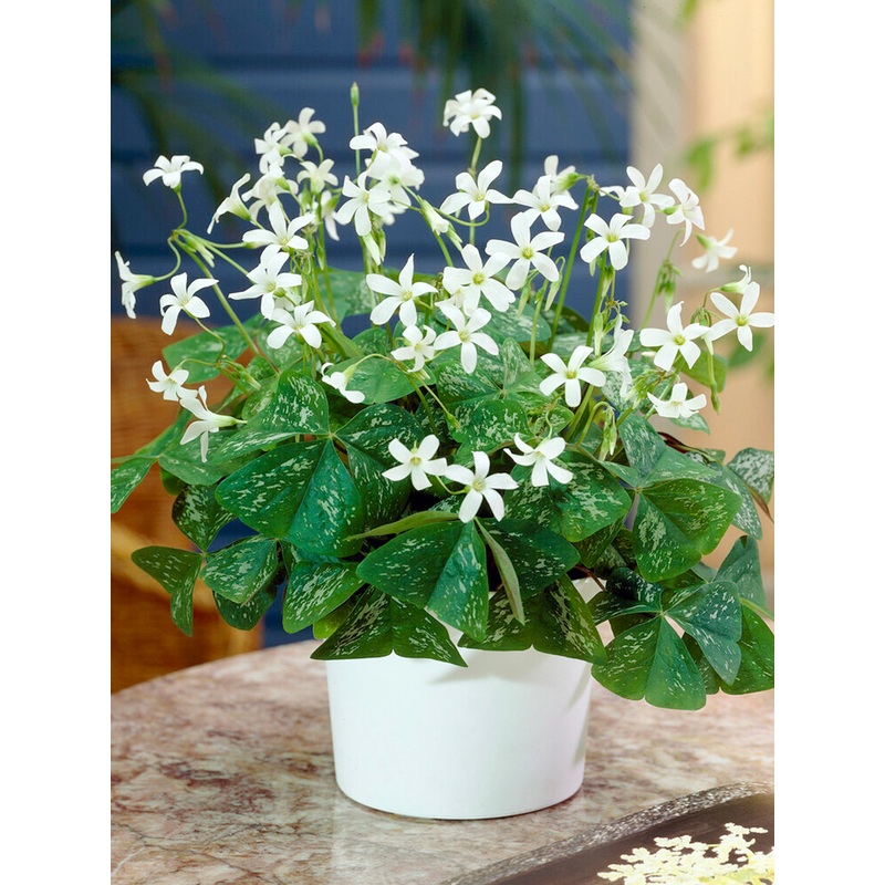 Oxalis Irish Mist (False Shamrock)