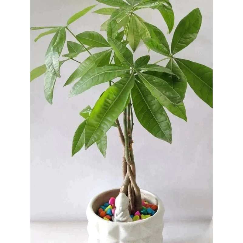 Pachira Money Tree