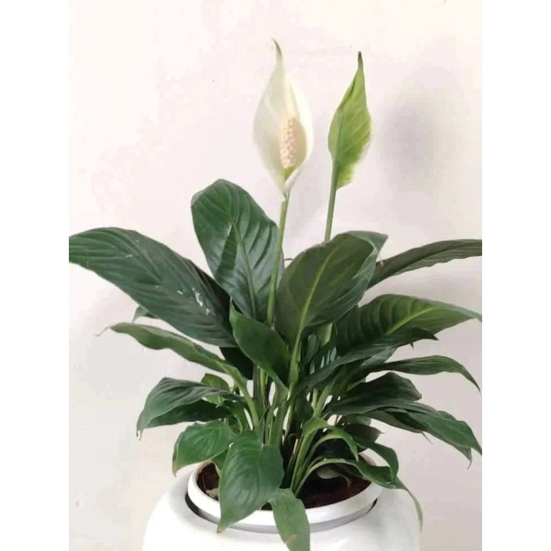 Peace lilly