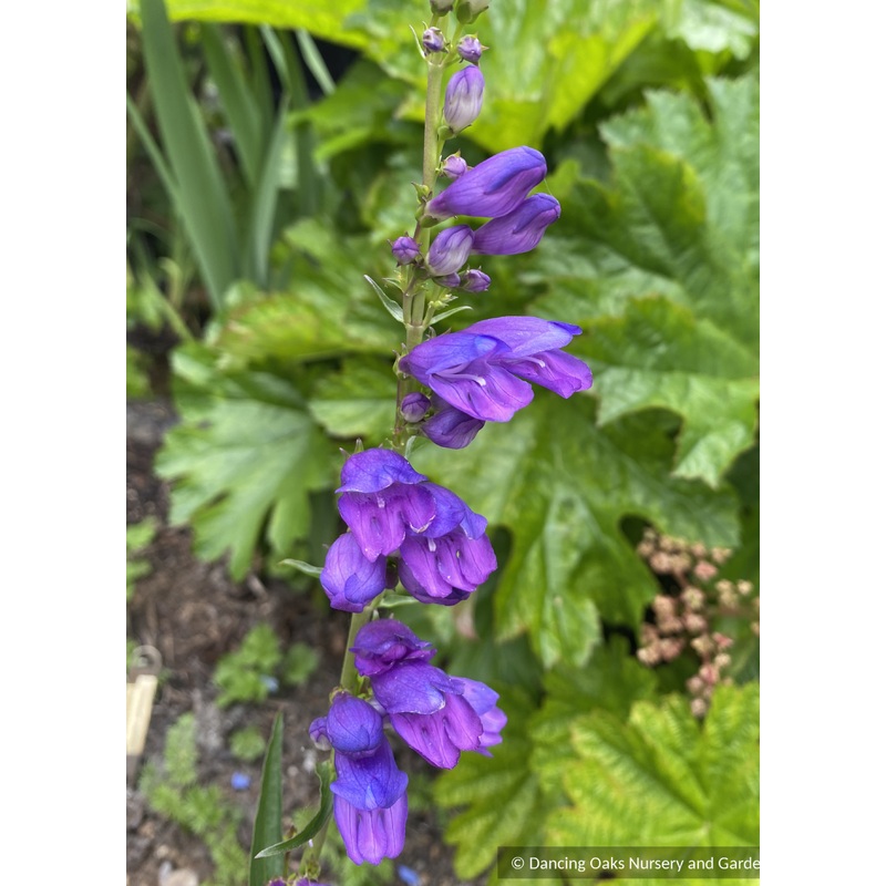 Penstemon strictus, Rocky Mountain Penstemon