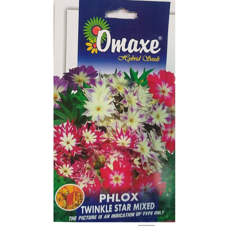 Phlox Twinkle Star Mixed