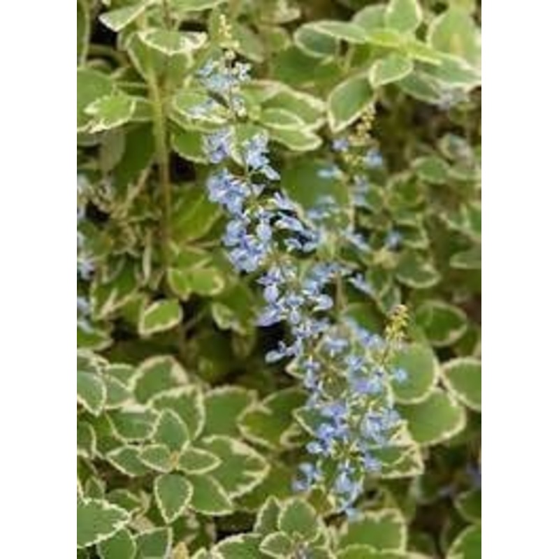 Plectranthus