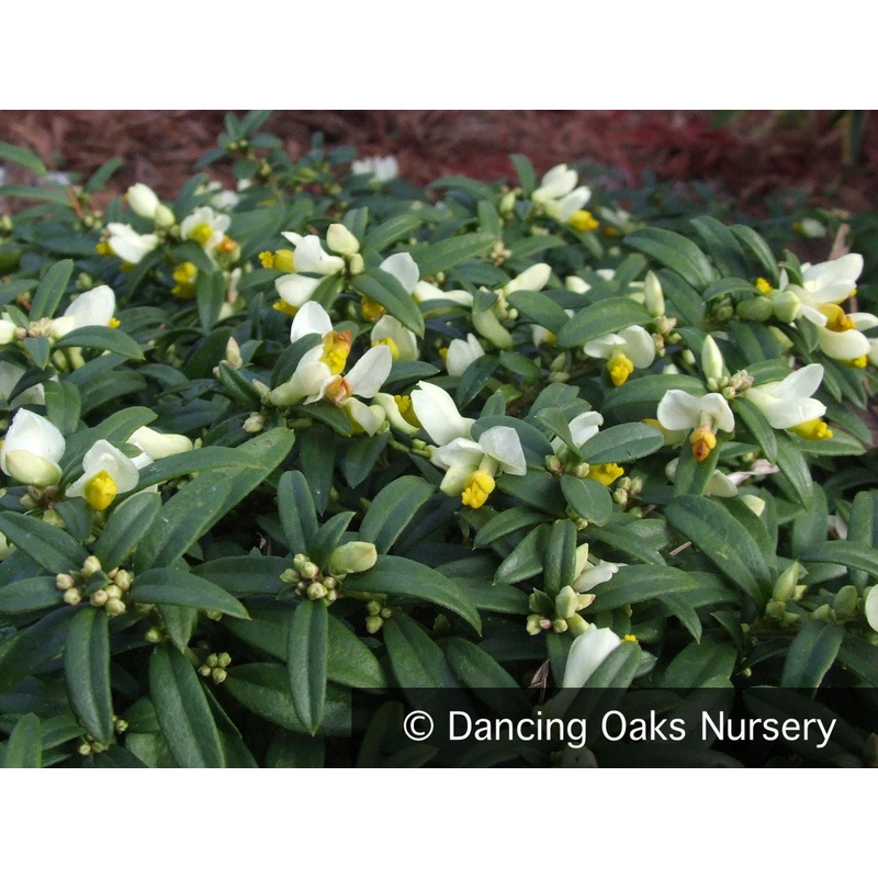 Polygala chamaebuxus, Milkwort