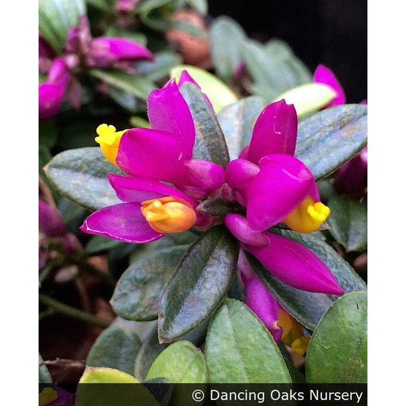 Polygala chamaebuxus ‘Rhodoptera’, Milkwort