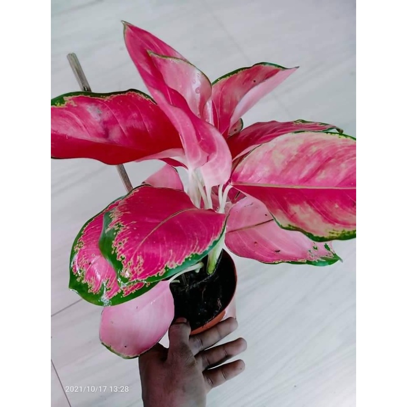 RED MAJESTY aglaonema