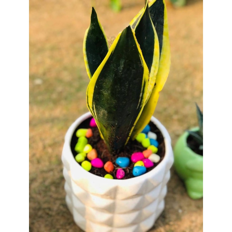 Sanseveria- hahnii jade Marginta