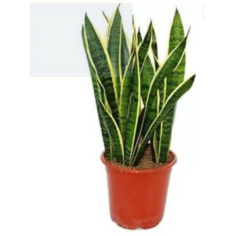 Snake Plants