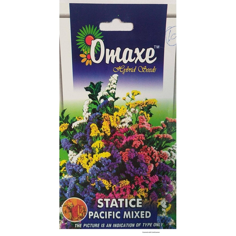 Statice Pacific Mix seeds