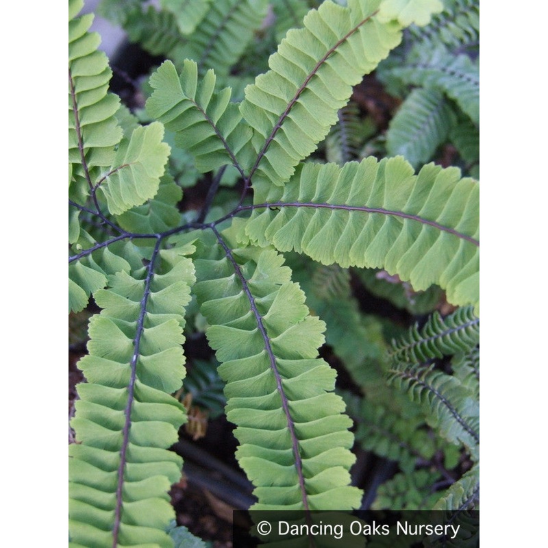 Adiantum aleuticum ‘Subpumilum’, Dwarf Western Maidenhair Fern