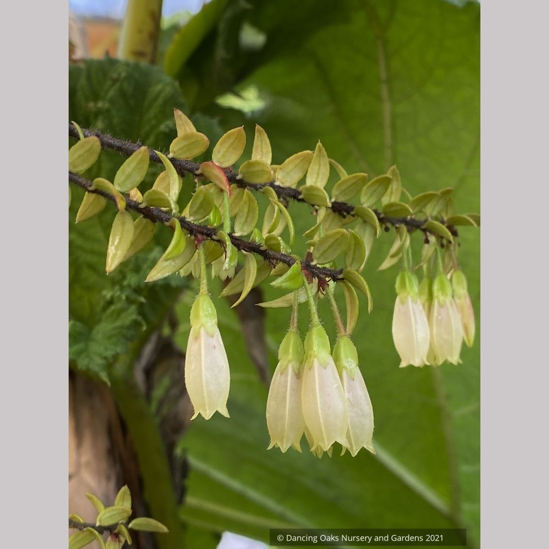 Agapetes ‘Nepal Cream’, Himalayan Lanterns