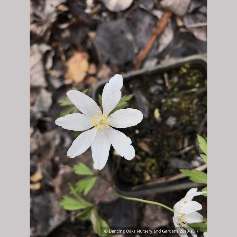Anemone nemorosa ‘Alba’, Windflower