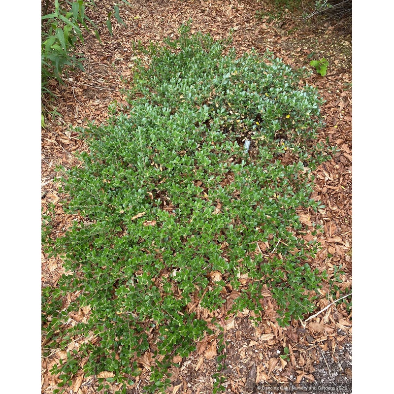 Arctostaphylos x media ‘Martha Ewan’, Manzanita