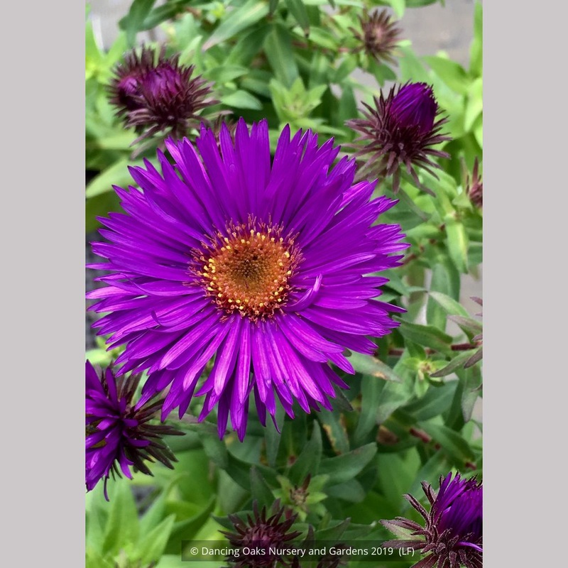 Aster (syn. Symphyotrichum) novae-angliae ‘Purple Dome’, New England Aster