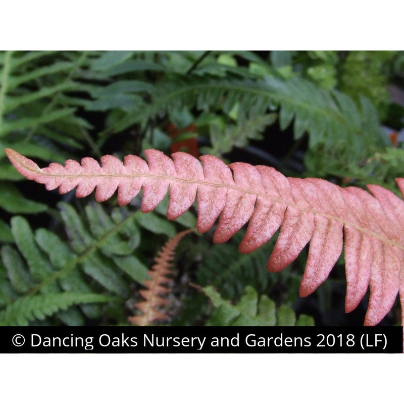 Blechnum occidentale, Hammock Fern