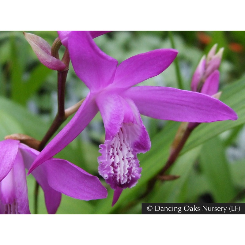 Bletilla striata ‘Big Bob’, Terrestrial Orchid