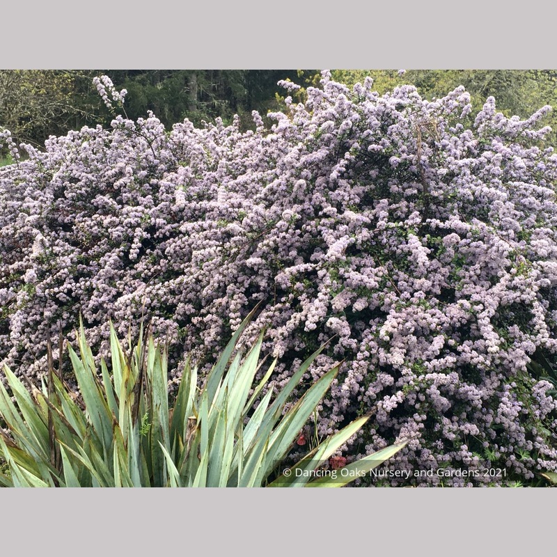 Ceanothus gloriosus v. porrectus, Inverness Ceanothus/Mt. Vision Ceanothus