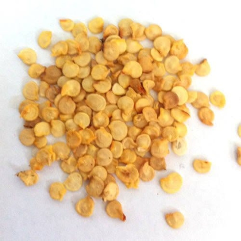 Chilli seeds (desi)