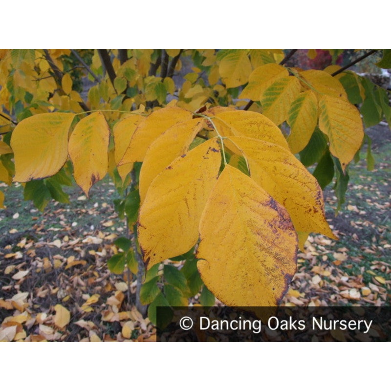 Cladrastis kentukea (syn. lutea) , Yellowwood