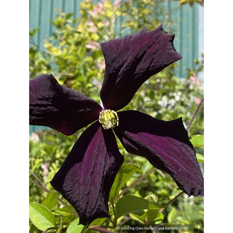 Clematis ‘Romantika’|3 qt|2 gallon – no shipping