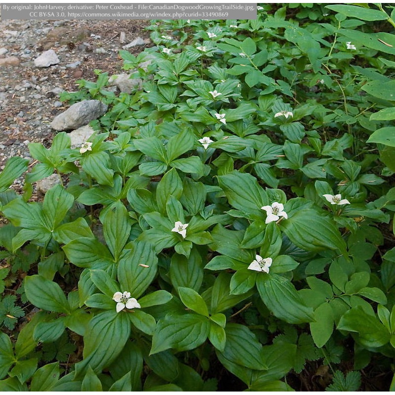 Cornus canadensis, Creeping Dogwood or Bunchberry, No shipping FL