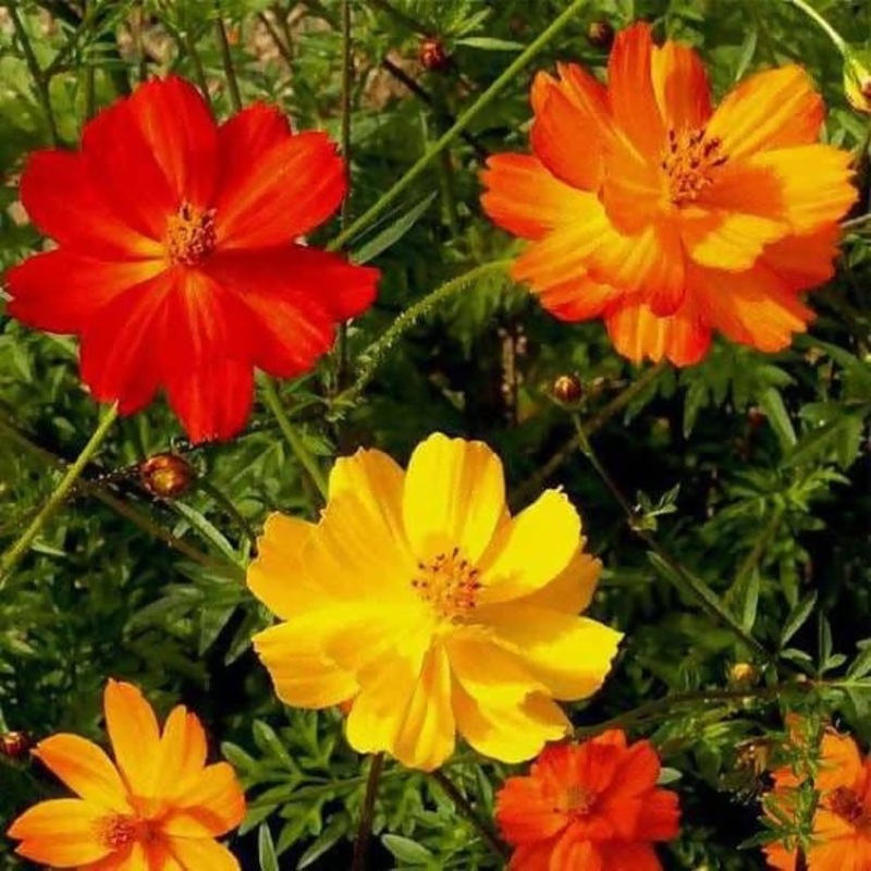 Cosmos Flower Mix Seeds