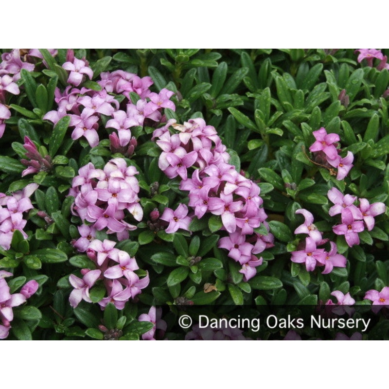 Daphne x medfordensis ‘Lawrence Crocker’