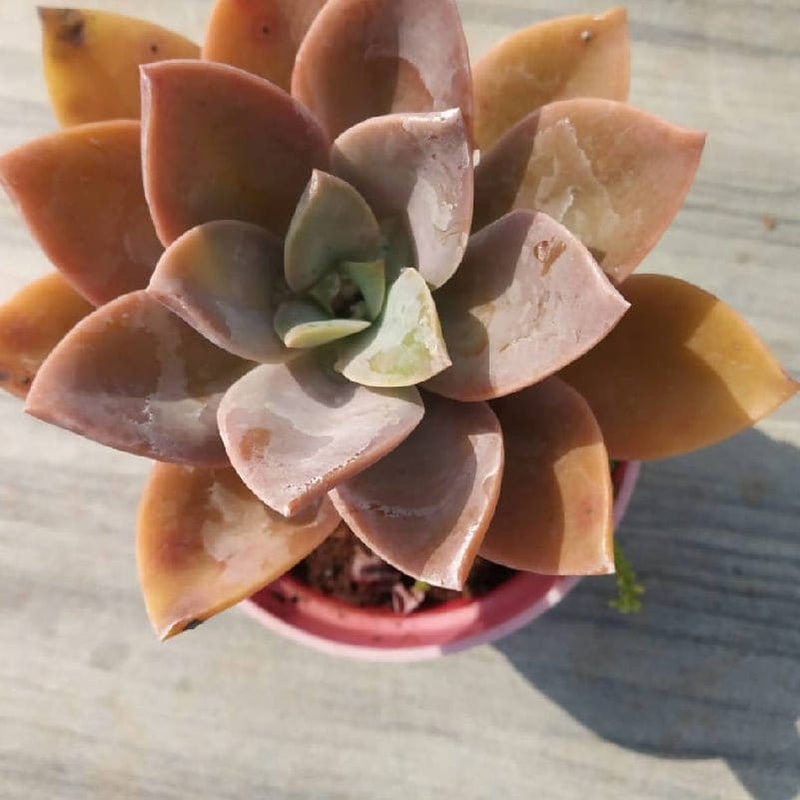 Echeveria Lotus Chinensis Succulent