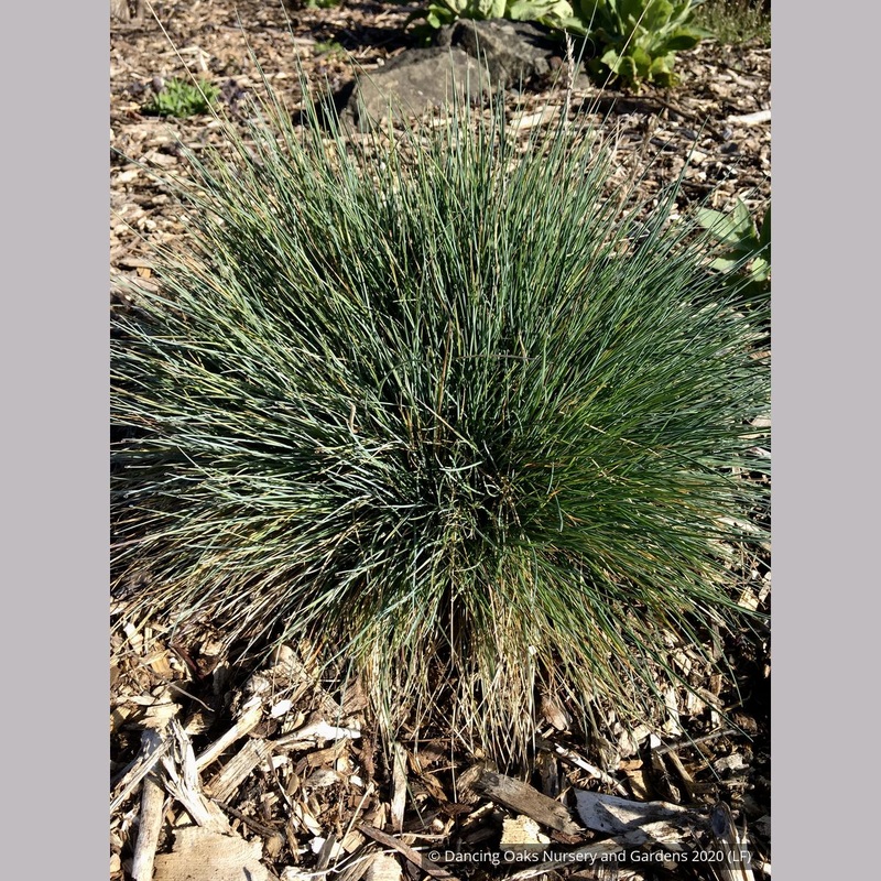 Festuca glauca ‘Beyond Blue’, Blue Fescue