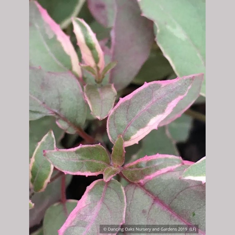 Fuchsia ‘Gracilis Tricolor’, Tricolor Fuchsia