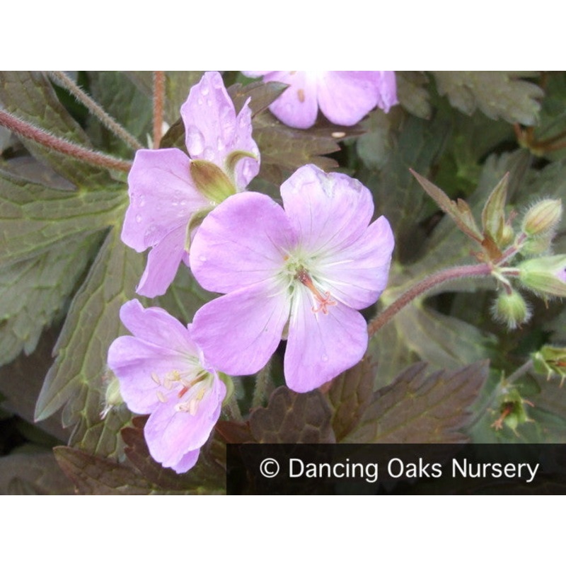 Geranium maculatum ‘Elizabeth Ann’, Hardy Geranium