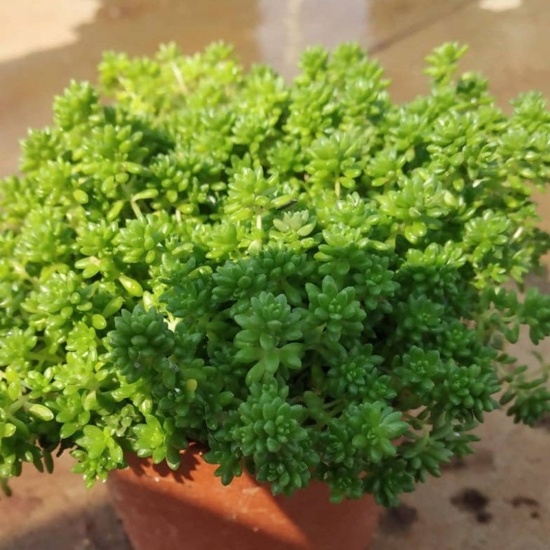 Golden Sedum Succulent