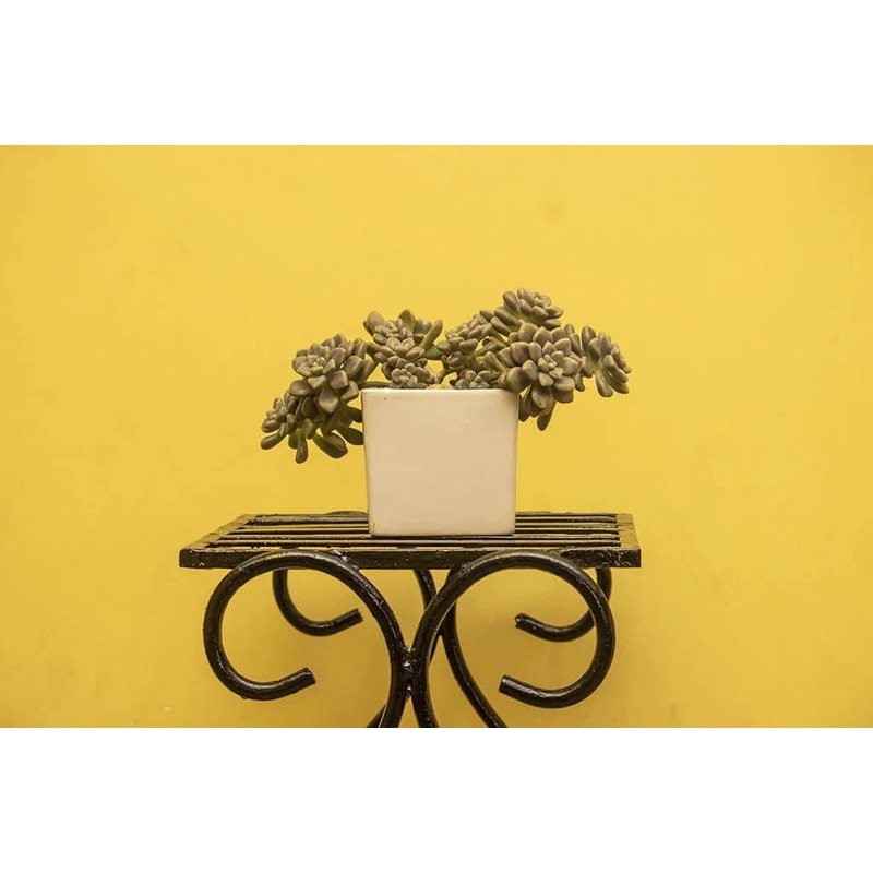 Grapto Sedum