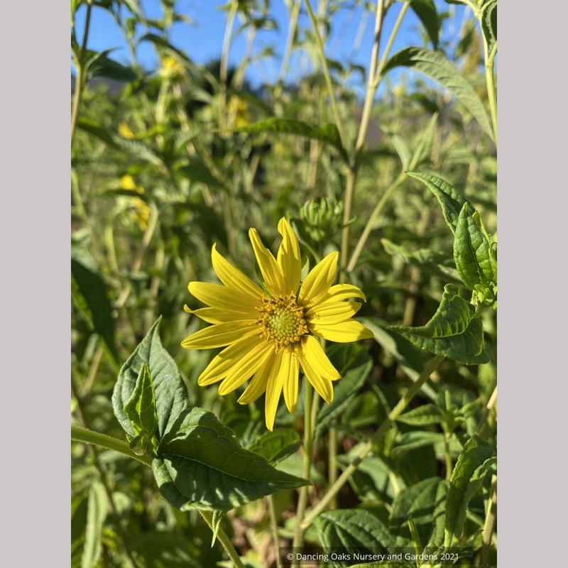 Helianthus ‘Lemon Queen’, Hardy Sunflower