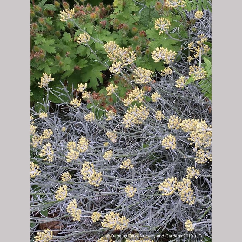Helichrysum tianschanicum, Curry Plant