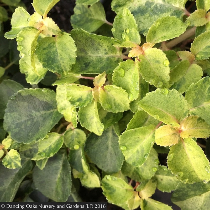 Hydrangea anomala ssp petiolaris ‘Kuga Variegated’, Kuga Variegated Climbing Hydrangea