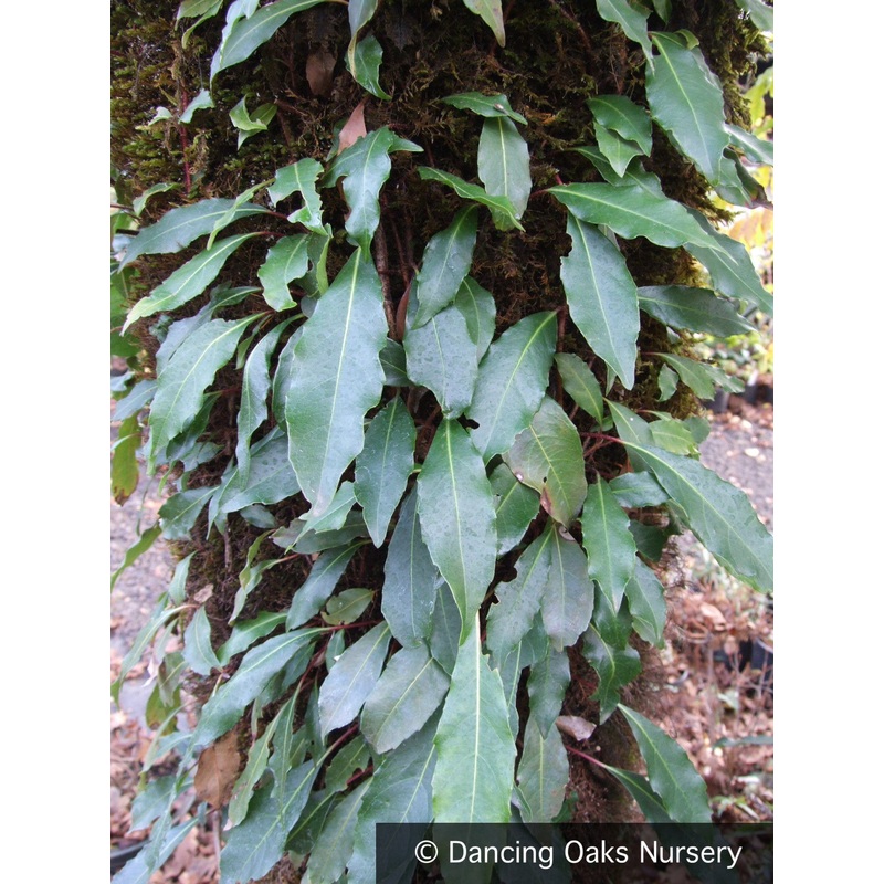 Hydrangea integrifolia, Evergreen Climbing Hydrangea