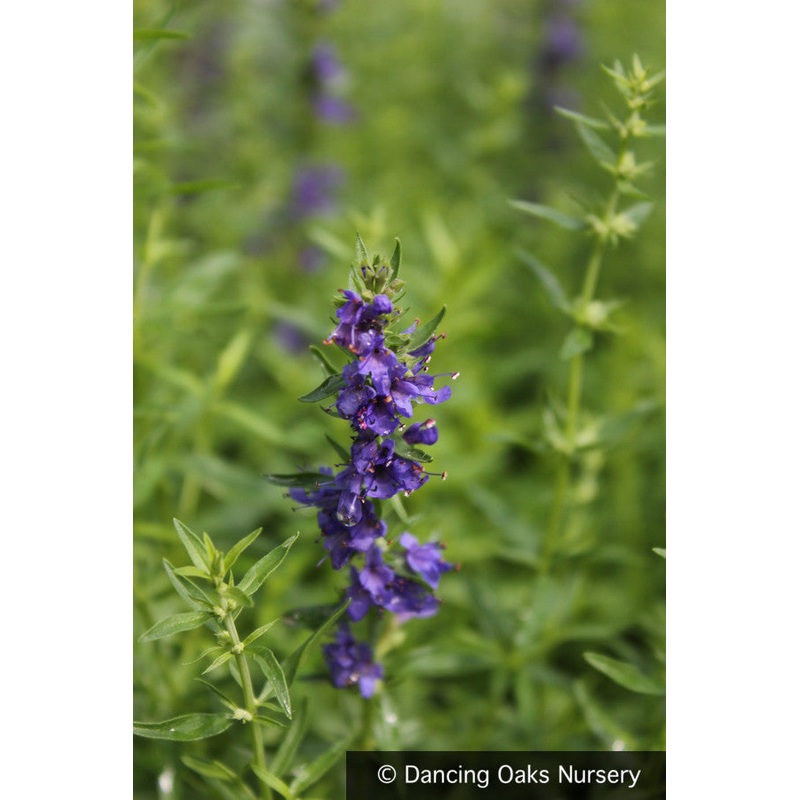 Hyssopus officinalis v. aristata, Herb or Rock Hyssop