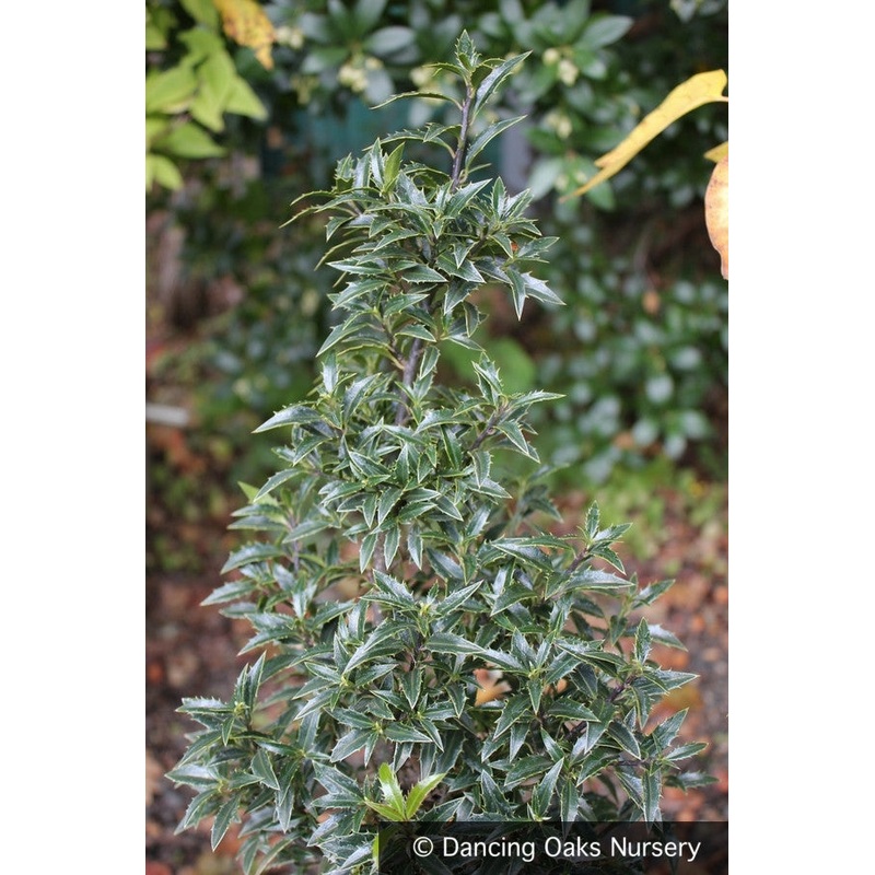 Ilex aquifolium ‘Hascombensis’, European Holly