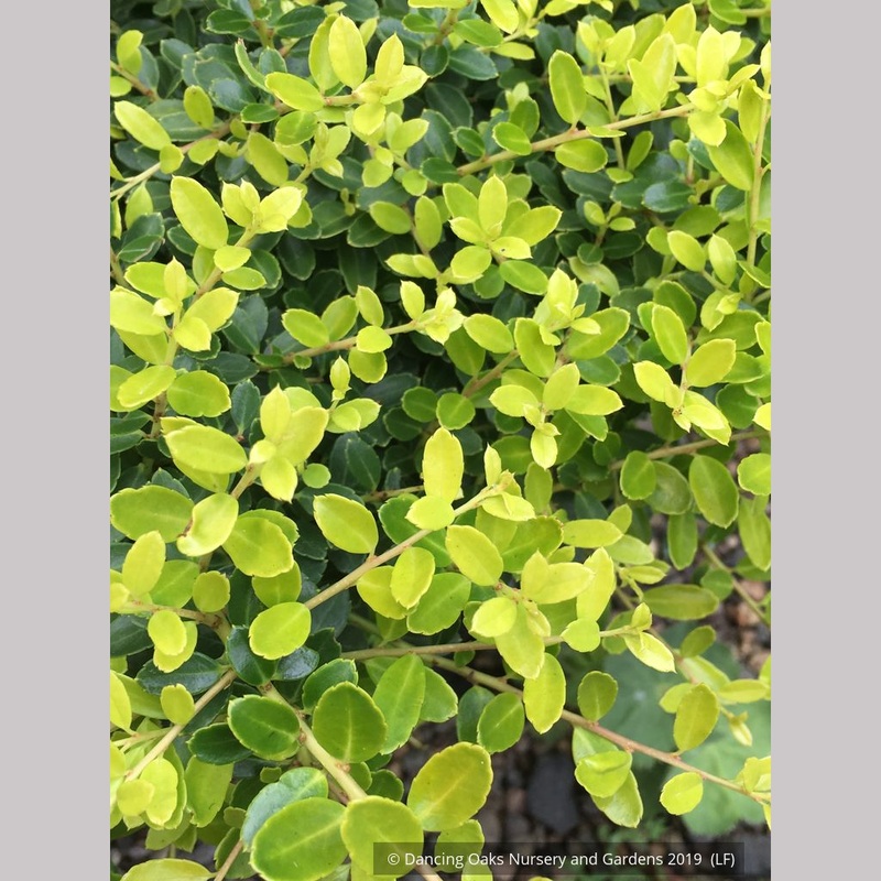 Ilex crenata ‘Lemon Gem’, Japanese Holly