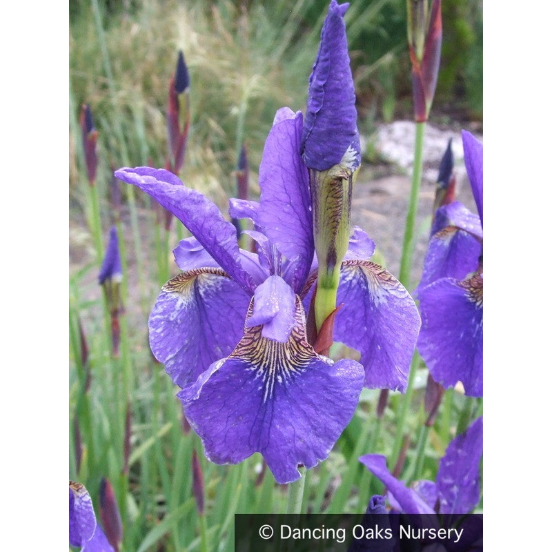 Iris sibirica ‘Caesar’s Brother’, Siberian Iris