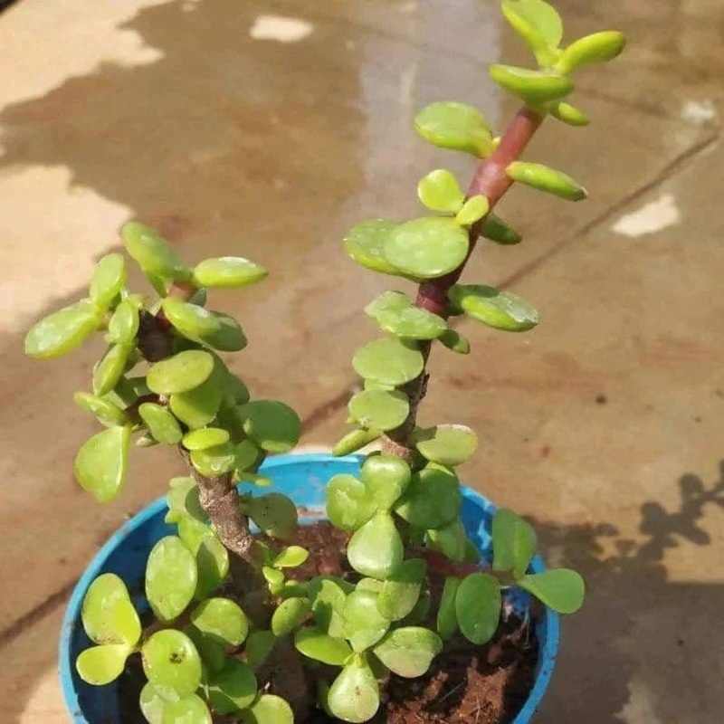Jade Mini Plant