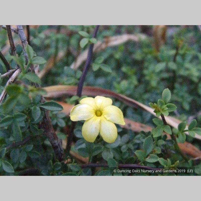 Jasminum parkeri, Dwarf Jasmine
